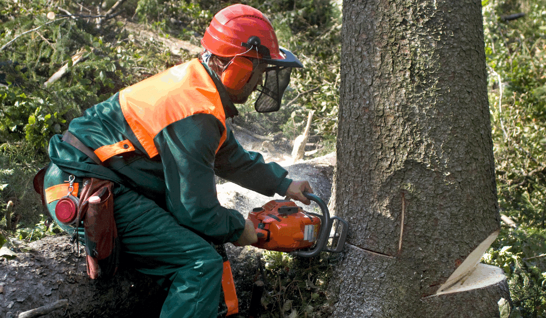 5 Signs Your Miami Tree Needs Professional Removal