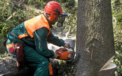 5 Signs Your Miami Tree Needs Professional Removal