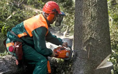 5 Signs Your Miami Tree Needs Professional Removal