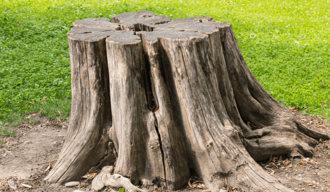 7 Questions to Ask Before Hiring a Tree Service in Miami