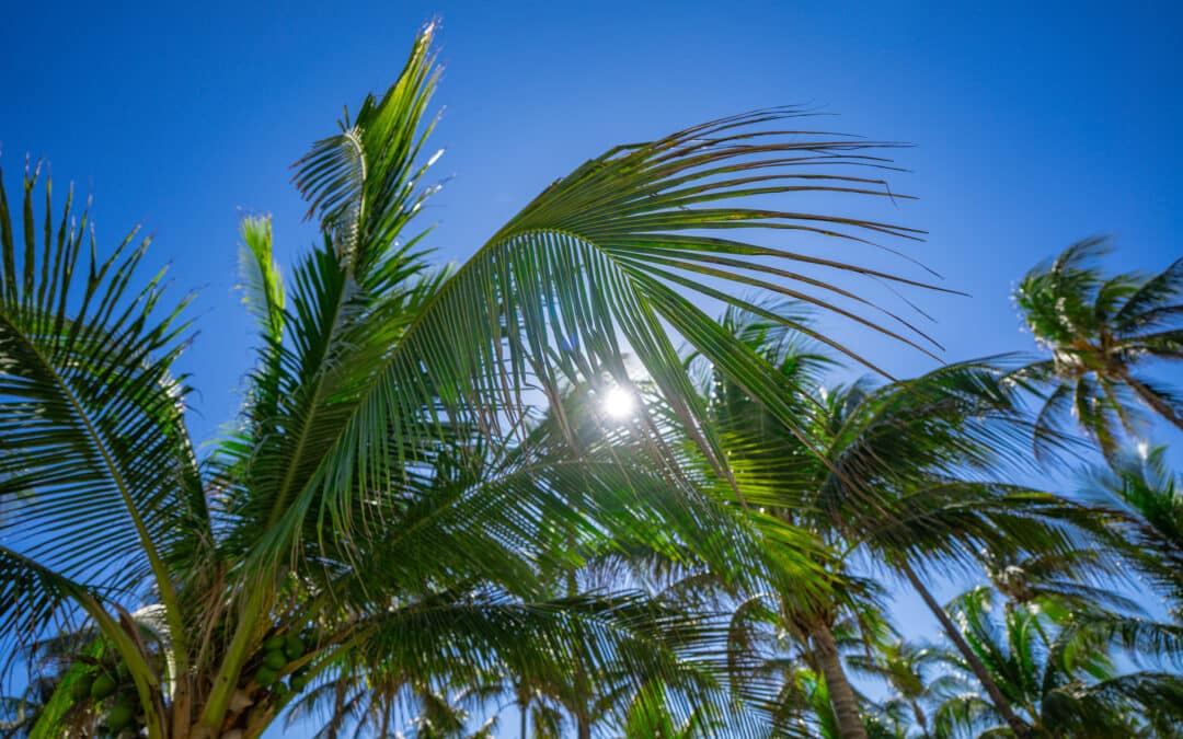 Fall & Winter Tree Care in Miami: Seasonal Guide for South Florida