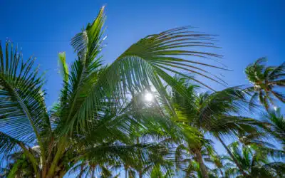 Fall & Winter Tree Care in Miami: Seasonal Guide for South Florida