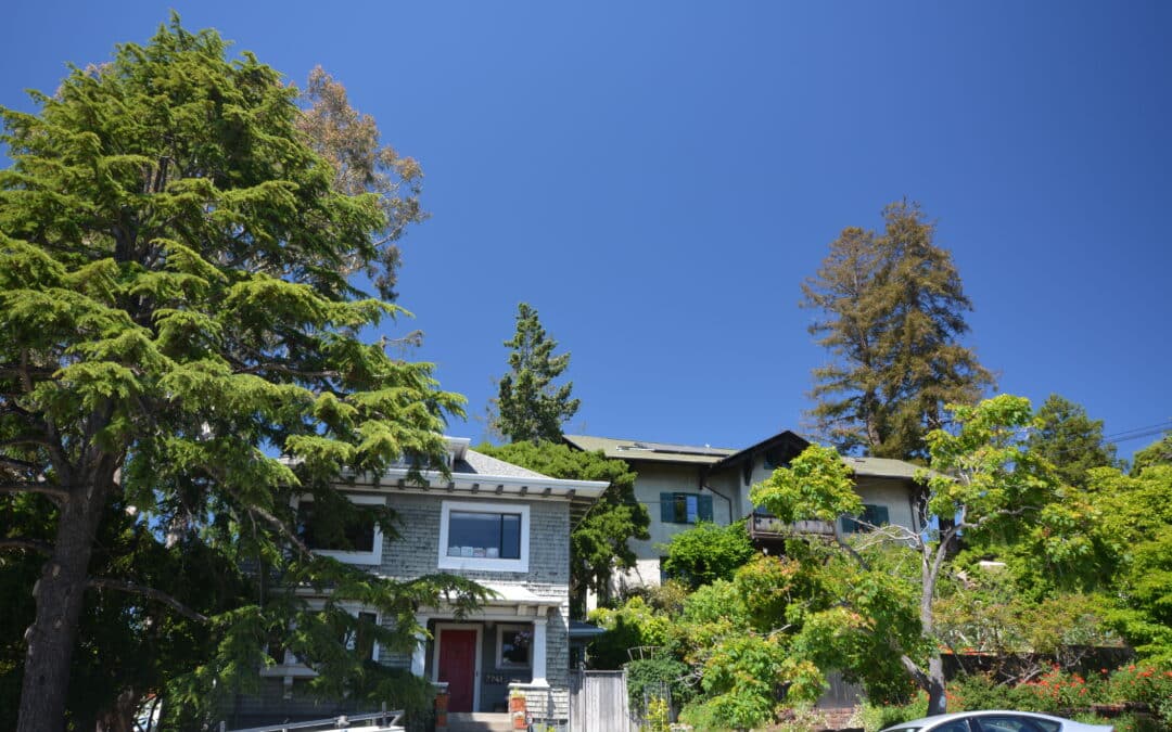 Tree Service for Difficult-to-Access Properties in Miami