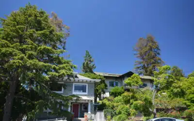 Tree Service for Difficult-to-Access Properties in Miami