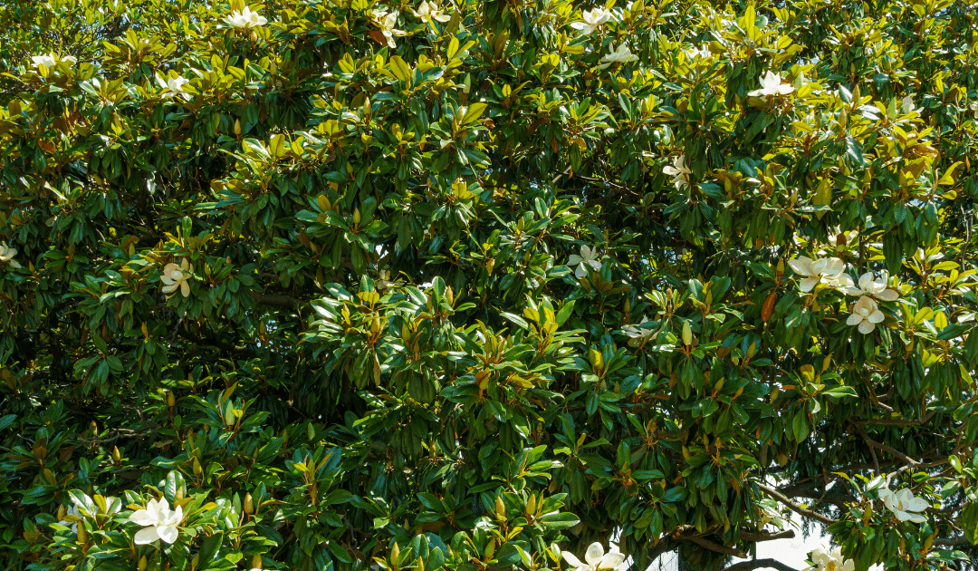 Best Trees for Miami Gardens: Climate-Appropriate Choices