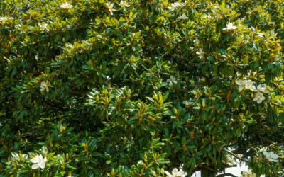 Best Trees for Miami Gardens: Climate-Appropriate Choices