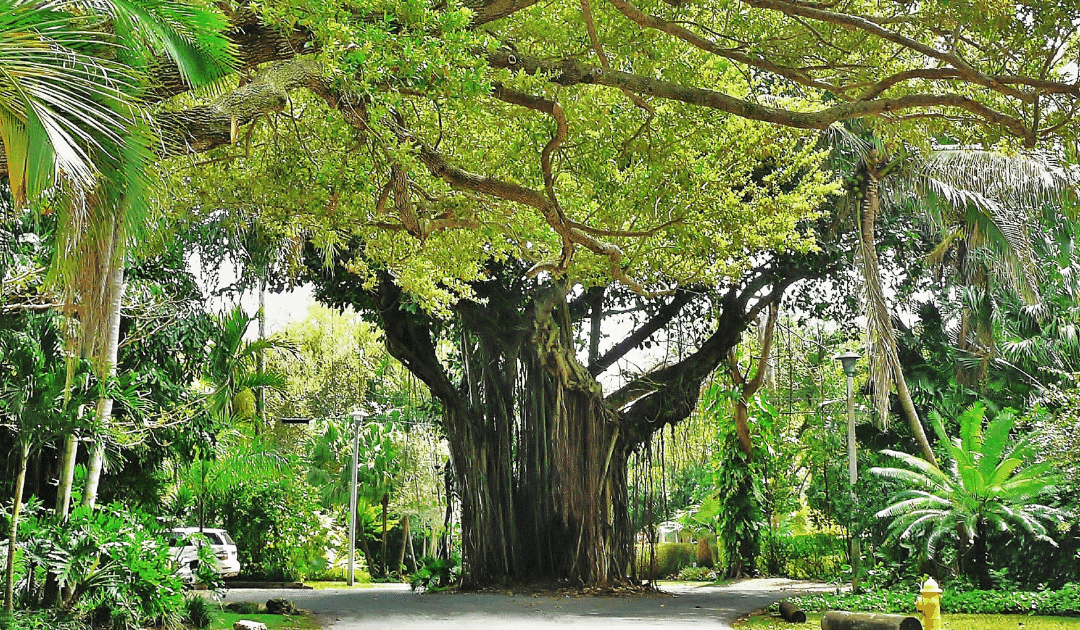 Can You Remove Just Part of a Tree? Miami’s Guide to Limb Removal & Local Law