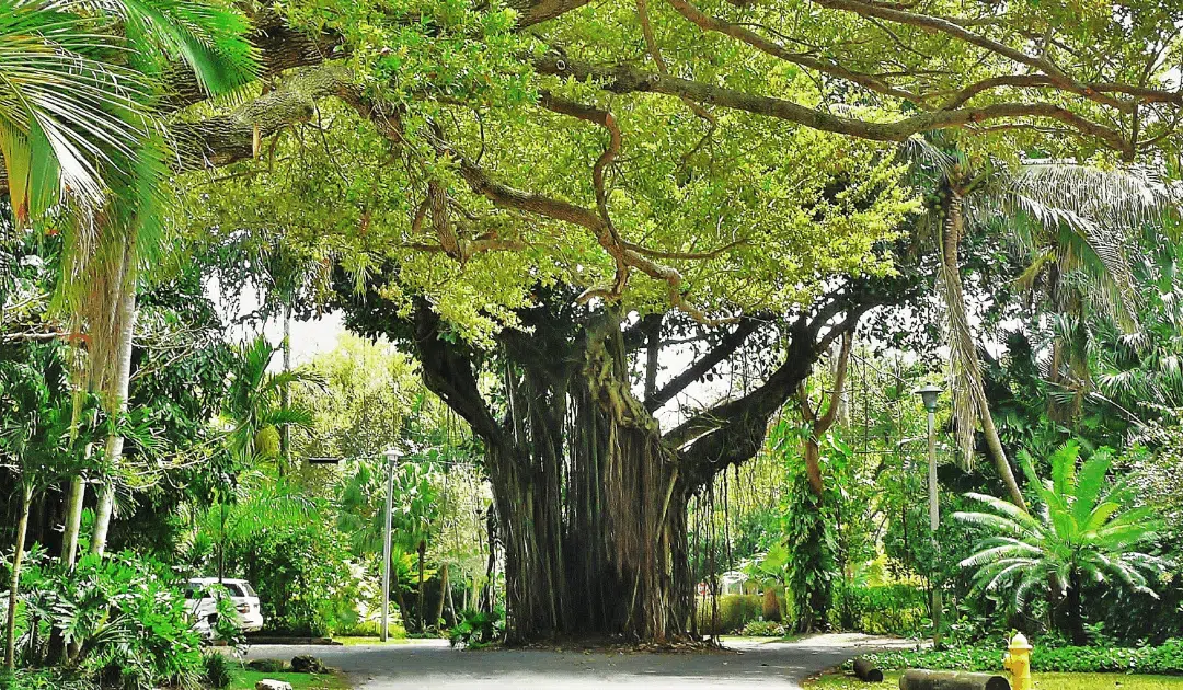 Can You Remove Just Part of a Tree? Miami’s Guide to Limb Removal & Local Law