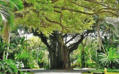 Can You Remove Just Part of a Tree? Miami’s Guide to Limb Removal & Local Law