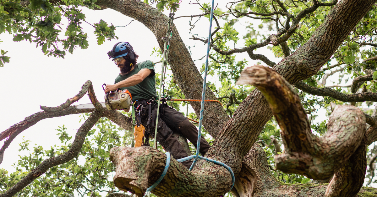 Tree Root Barriers in Miami: Protecting Your Property from Damage