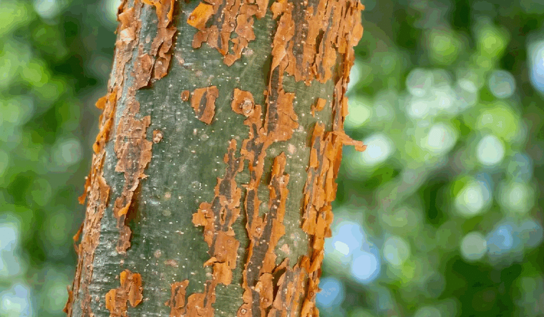 Can Diseased Trees Be Saved?