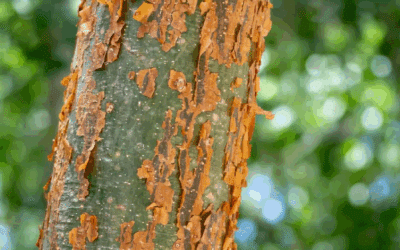 Can Diseased Trees Be Saved?