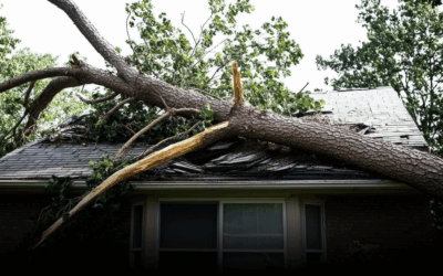 Emergency Tree Service in Miami: What’s an Emergency & When to Call