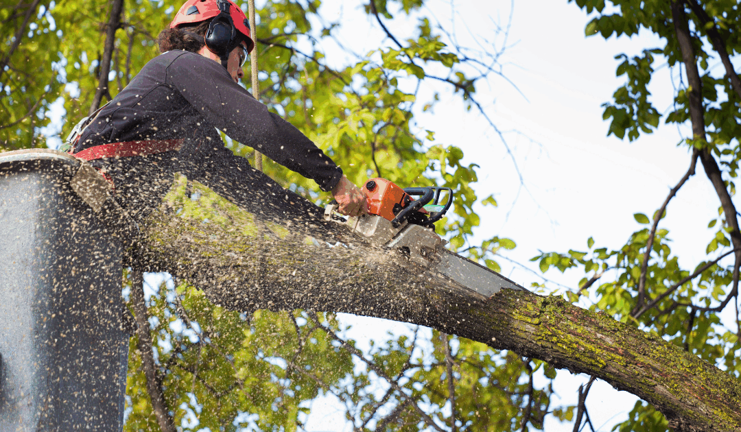 How Long Does Tree Removal Take? Miami’s Step-by-Step Timeline