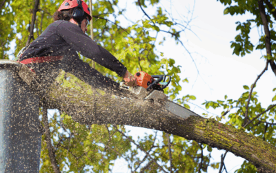 How Long Does Tree Removal Take? Miami’s Step-by-Step Timeline