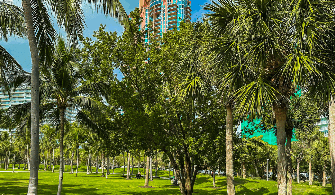 How Often Should You Trim Trees in South Florida’s Climate?
