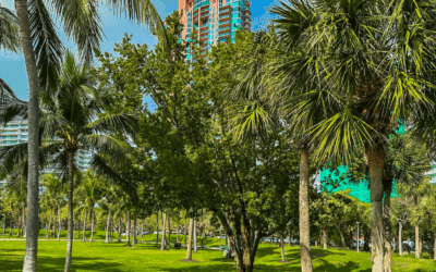 How Often Should You Trim Trees in South Florida’s Climate?
