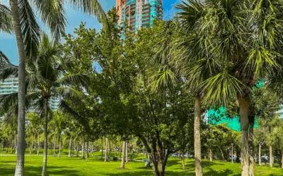 How Often Should You Trim Trees in South Florida’s Climate?