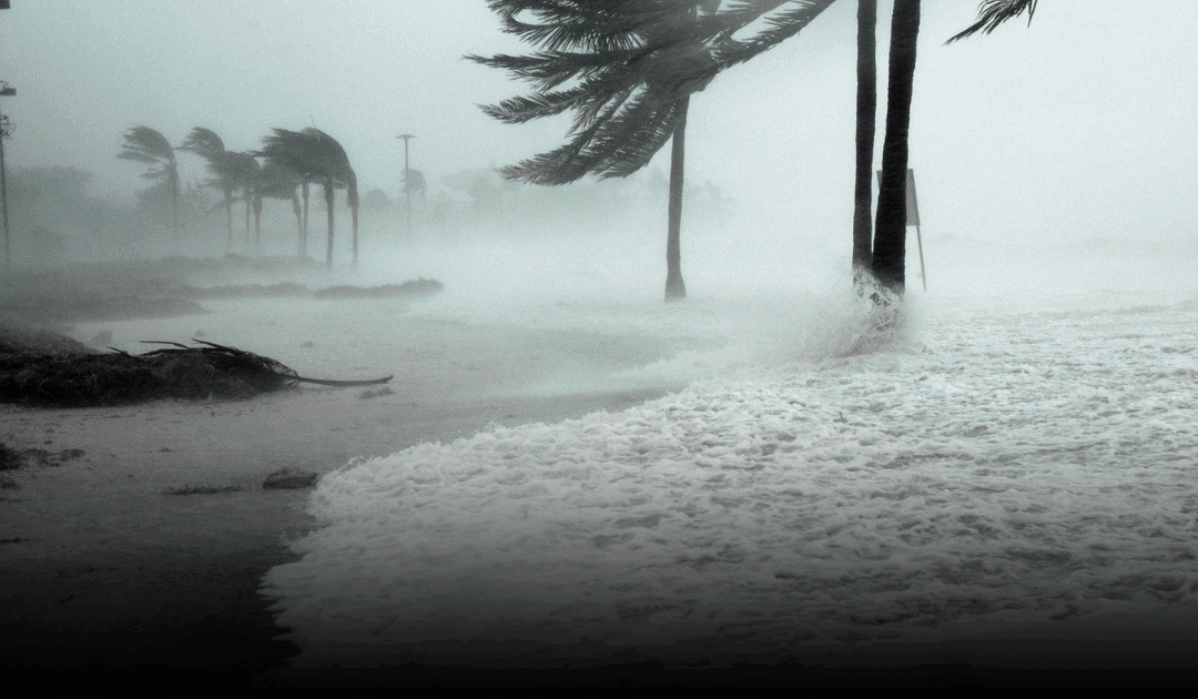 Hurricane Season Tree Prep: Essential Tips for Miami Homeowners