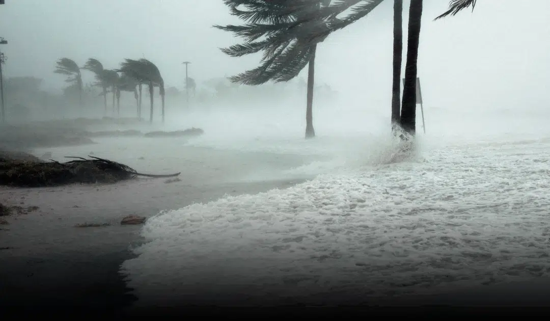 Hurricane Season Tree Prep: Essential Tips for Miami Homeowners