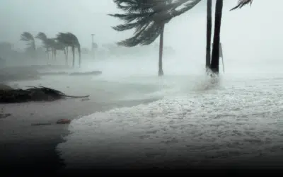 Hurricane Season Tree Prep: Essential Tips for Miami Homeowners