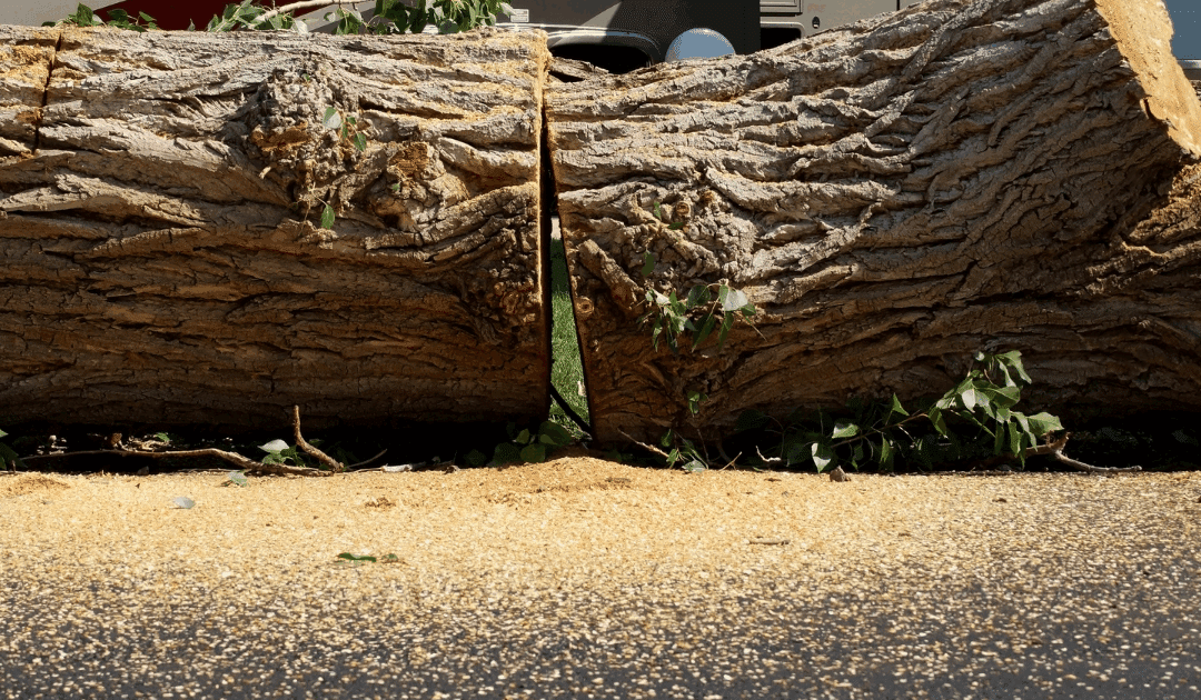 Miami-Dade Tree Removal Permit Guide: Step-by-Step for Homeowners
