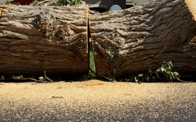 Miami-Dade Tree Removal Permit Guide: Step-by-Step for Homeowners