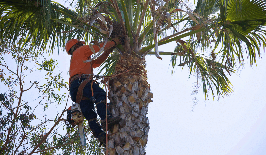 Palm Tree Diseases in Miami: How to Identify & Treat Them