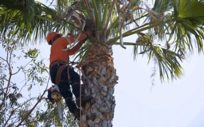 Palm Tree Diseases in Miami: How to Identify & Treat Them