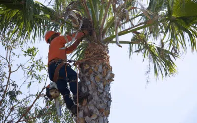 Palm Tree Diseases in Miami: How to Identify & Treat Them