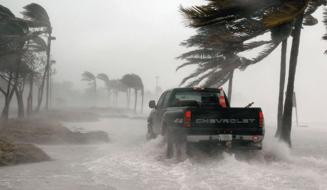 Post-Hurricane Tree Care: Recovery Tips for Miami Homeowners