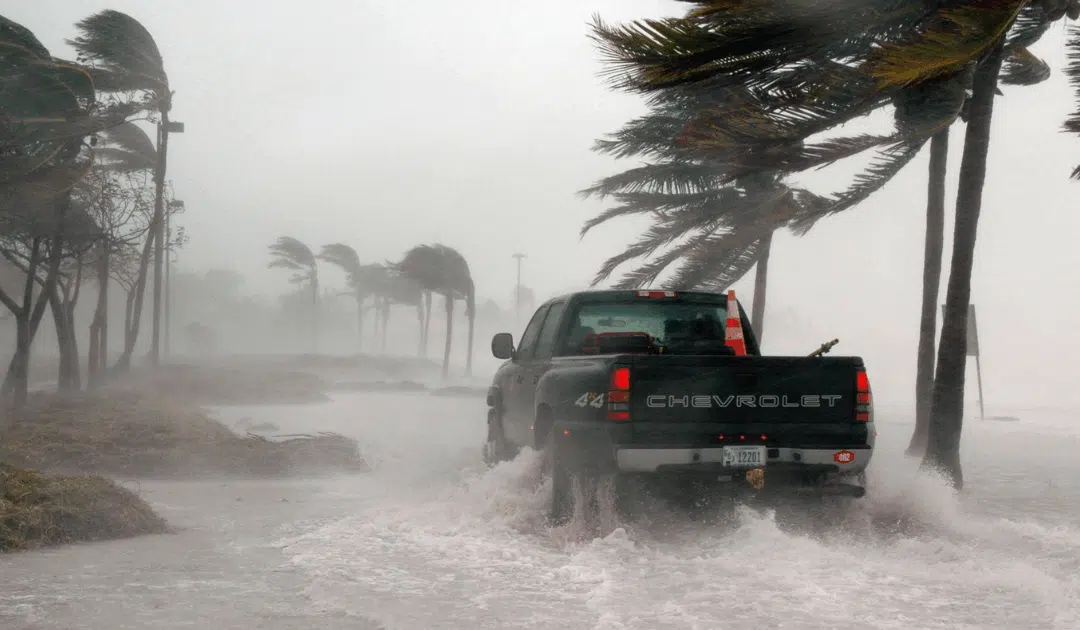 Post-Hurricane Tree Care: Recovery Tips for Miami Homeowners