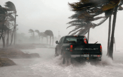 Post-Hurricane Tree Care: Recovery Tips for Miami Homeowners