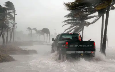 Post-Hurricane Tree Care: Recovery Tips for Miami Homeowners