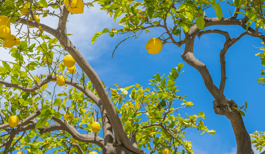 Tree Health & Disease Prevention in Miami: Pro Tips for Healthy Trees