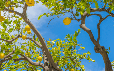 Tree Health & Disease Prevention in Miami: Pro Tips for Healthy Trees
