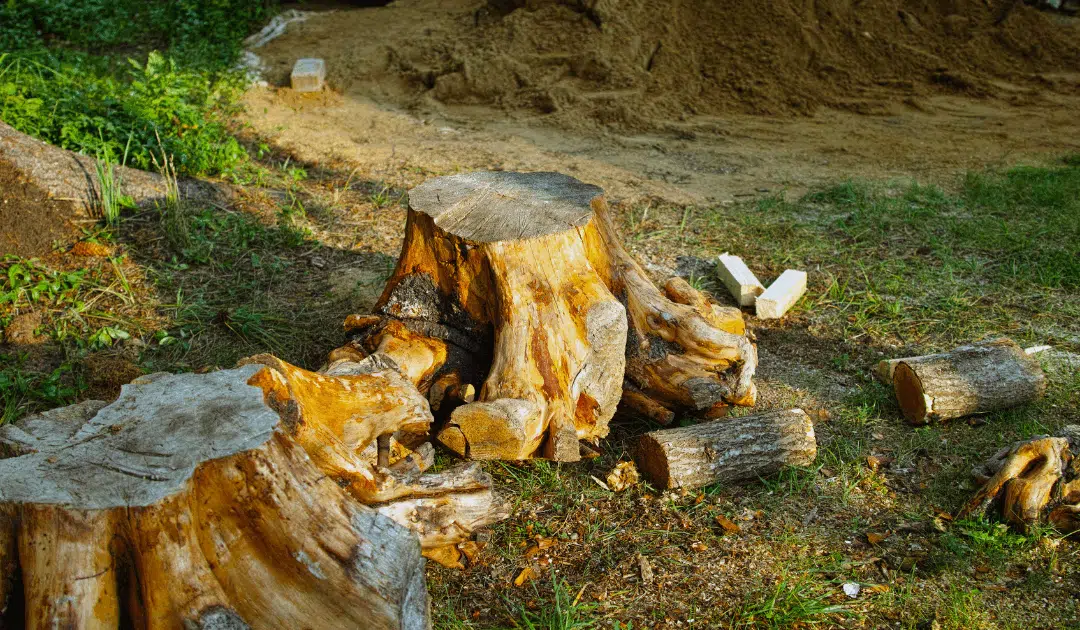 Tree Removal Cost Miami: 2025 Pricing, Factors & How to Save