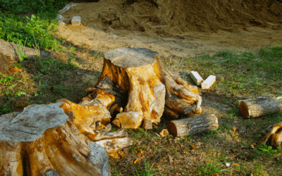 Tree Removal Cost Miami: 2025 Pricing, Factors & How to Save