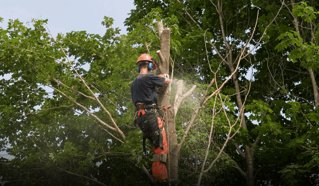 Tree Trimming Benefits for South Florida Properties