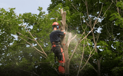 Tree Trimming Benefits for South Florida Properties