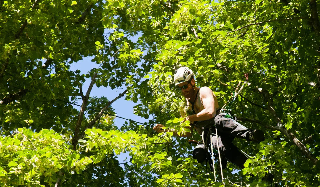 Tree Trimming vs. Tree Topping in Miami: What Every Homeowner Should Know