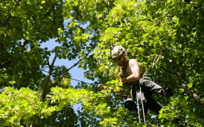 Tree Trimming vs. Tree Topping in Miami: What Every Homeowner Should Know