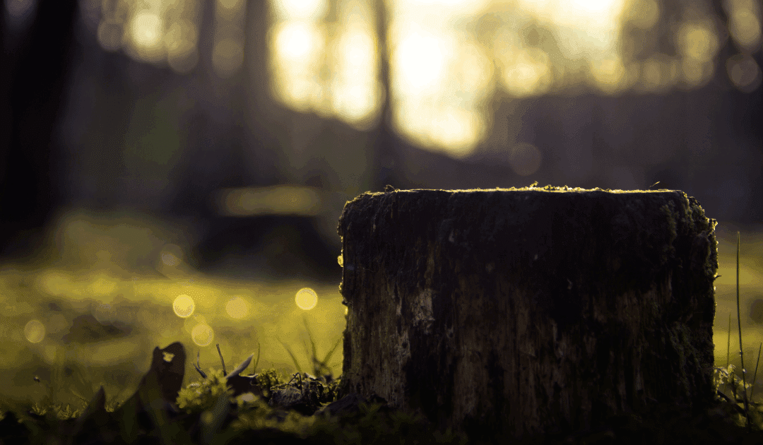 What to Expect During Professional Stump Removal in Miami