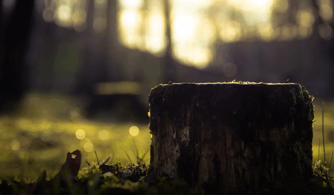 What to Expect During Professional Stump Removal in Miami