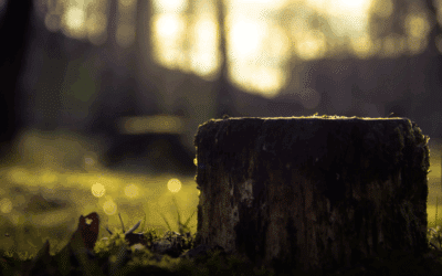 What to Expect During Professional Stump Removal in Miami