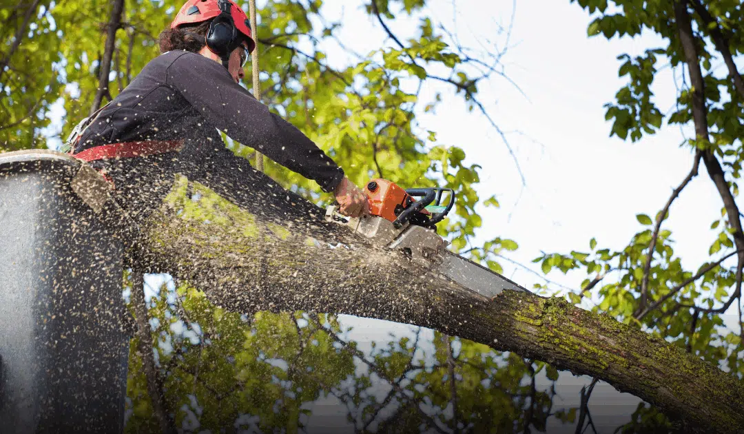 Why DIY Tree Removal Can Cost More Than Hiring a Pro