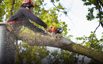 Why DIY Tree Removal Can Cost More Than Hiring a Pro