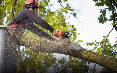Why DIY Tree Removal Can Cost More Than Hiring a Pro