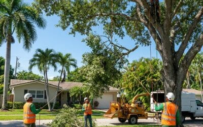 How Tree Removal Impacts Your Home’s Property Value