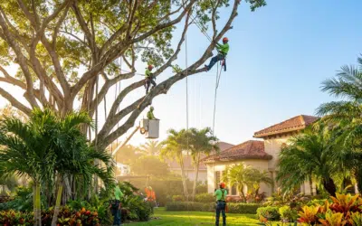 What’s the Best Time of Year for Tree Removal in Miami?